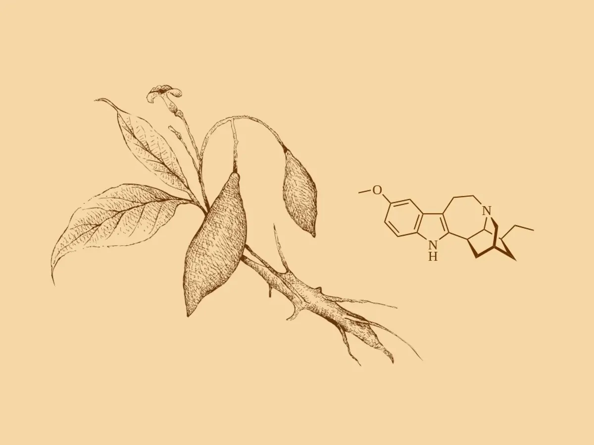 Botanical illustration of the Iboga plant used in traditional and clinical contexts